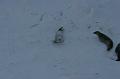 crabeater seal growling